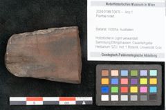 Foto (Objekt + Etikett) von Plantae indet.  (NHMW-GEO-2024-0188-10476)